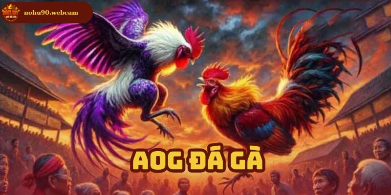 AOG Đá Gà – Trải nghiệm cá cược đá gà đỉnh cao cùng Nohu90 6 aog da ga anh dai dien