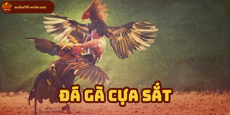 Đá Gà Cựa Sắt – Nền tảng truyền thống kịch tính tại Nohu90 2 da ga cua sach anh dai dien