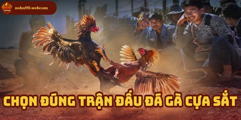 Đá Gà Cựa Sắt – Nền tảng truyền thống kịch tính tại Nohu90 2 Chọn lọc trận đấu - Bước đầu để tránh thua lỗ