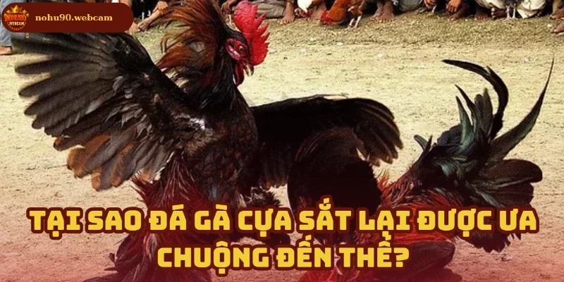 Đá Gà Cựa Sắt – Nền tảng truyền thống kịch tính tại Nohu90 1 Điều khiến đá gà Nohu90 trở thành lựa chọn của dân cá cược