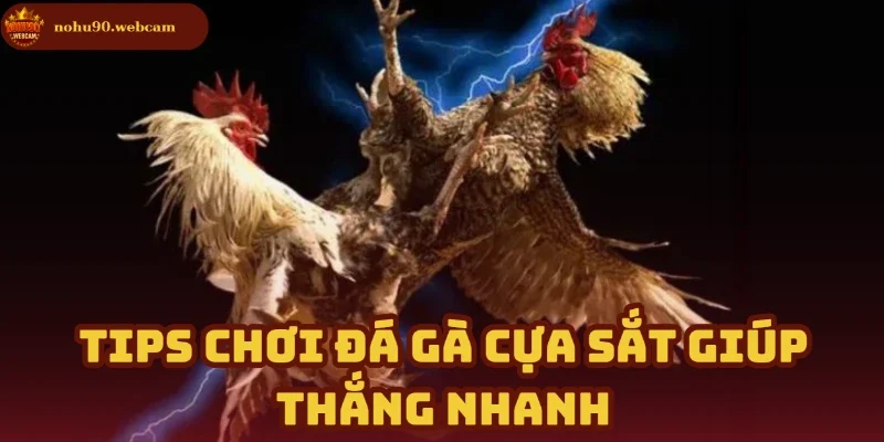 Đá Gà Cựa Sắt – Nền tảng truyền thống kịch tính tại Nohu90 3 Bí kíp chơi Đá Gà Cựa Sắt dễ thắng
