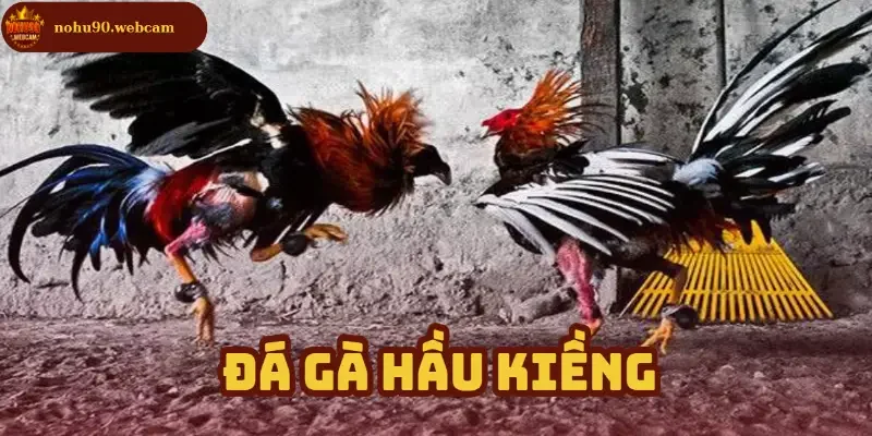 Đá Gà Hầu Kiềng Nohu90 – Nơi hội tụ những chiến kê đỉnh nhất 3 da ga hau kieng anh dai dien
