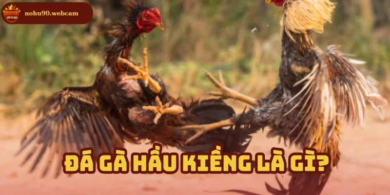 Đá Gà Hầu Kiềng Nohu90 – Nơi hội tụ những chiến kê đỉnh nhất 1 Tìm hiểu môn chơi của những chiến kê dũng mãnh