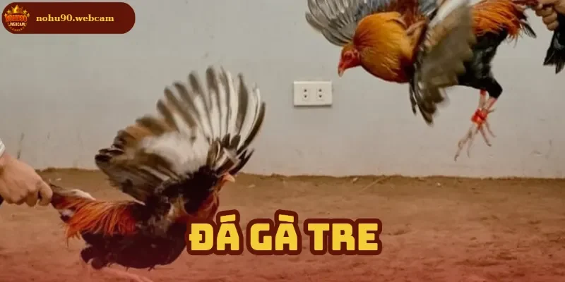 Đá Gà Tre - Trò chơi cá cược trên nền tảng hiện đại tại Nohu90 4 da ga tre anh dai dien