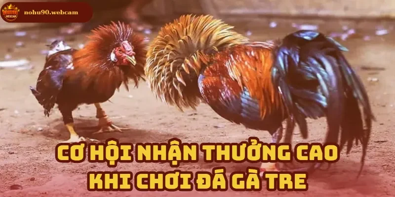 Đá Gà Tre - Trò chơi cá cược trên nền tảng hiện đại tại Nohu90 2 Nhận thưởng cao với chiến thuật đặt cược thông minh
