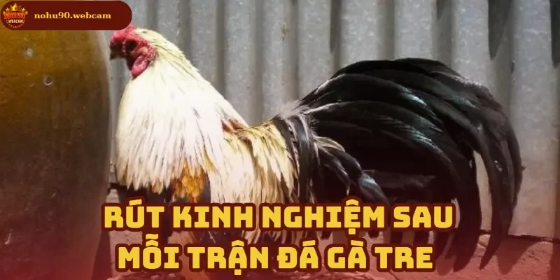 Đá Gà Tre - Trò chơi cá cược trên nền tảng hiện đại tại Nohu90 4 Rút kinh nghiệm & Cải thiện chiến thuật sau mỗi trận