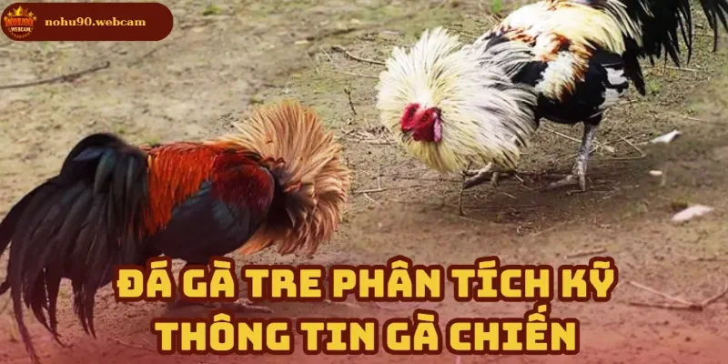 Đá Gà Tre - Trò chơi cá cược trên nền tảng hiện đại tại Nohu90 3 Tổng hợp yếu tố quan trọng trong phân tích gà chiến