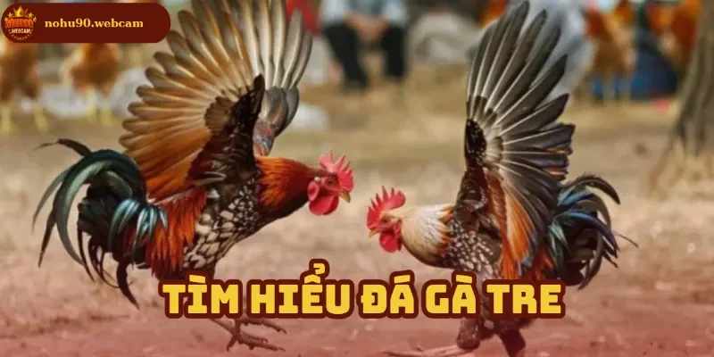 Đá Gà Tre - Trò chơi cá cược trên nền tảng hiện đại tại Nohu90 1 Tổng quan về đấu gà Tre trên nền tảng trực tuyến