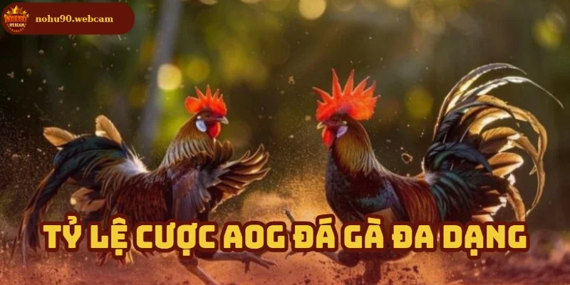 AOG Đá Gà – Trải nghiệm cá cược đá gà đỉnh cao cùng Nohu90 3 Cược linh hoạt phù hợp cho mọi đối tượng chơi